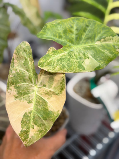 Alocasia lowii Aurea Variegated, warm peach and butter marbling on lobed arrowhead leaves