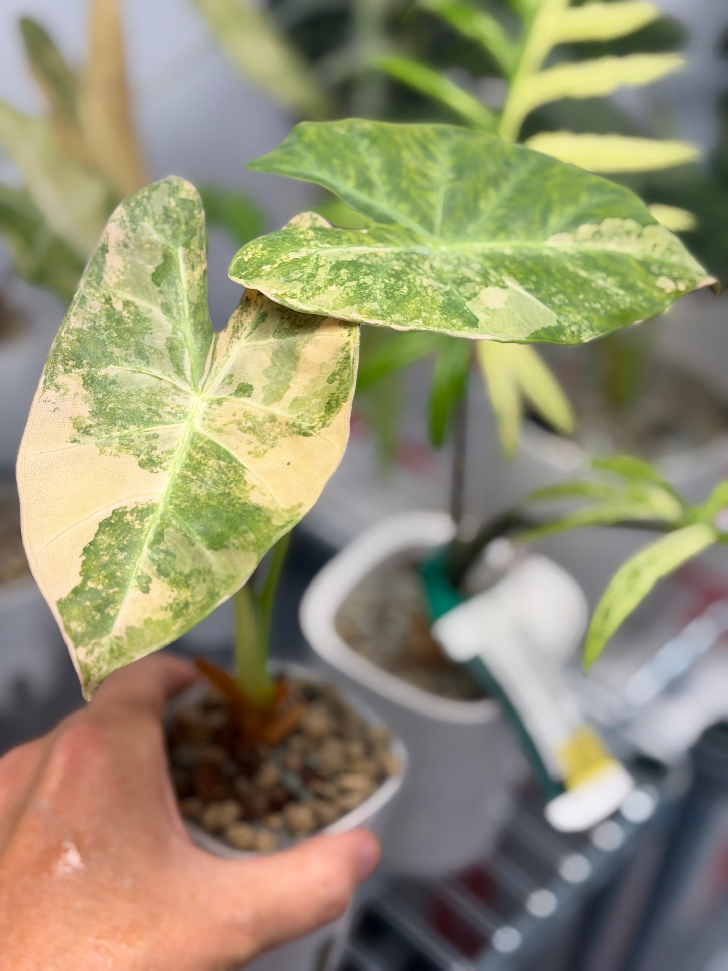 ALOCASIA LOWII AUREA VARIEGATED
