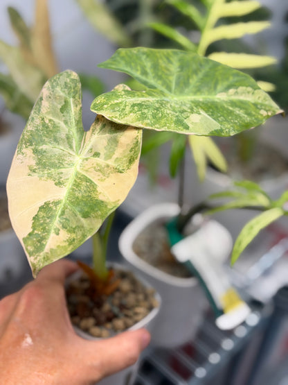Alocasia lowii Aurea Variegated, warm peach and butter marbling on lobed arrowhead leaves