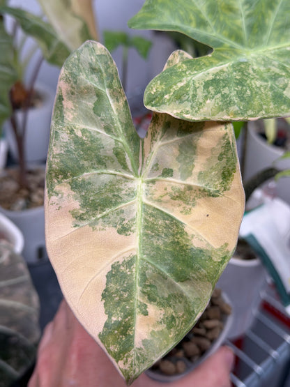 Alocasia lowii Aurea Variegated, warm peach and butter marbling on lobed arrowhead leaves