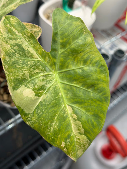 Alocasia lowii Aurea Variegated, warm peach and butter marbling on lobed arrowhead leaves