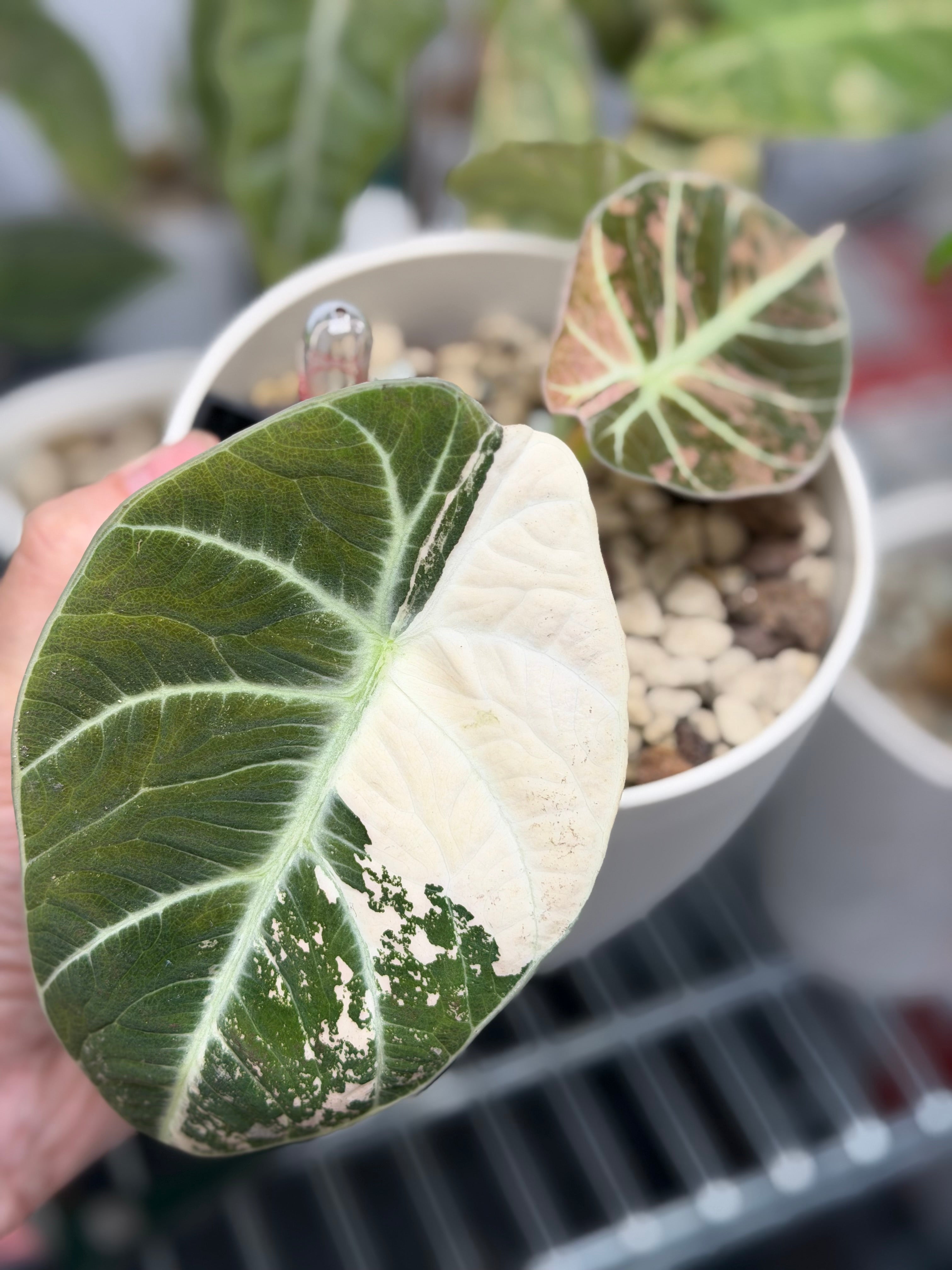 Alocasia 'Ninja' Pink Variegated, bold pink against deep dark green with sculptural leaf patterns