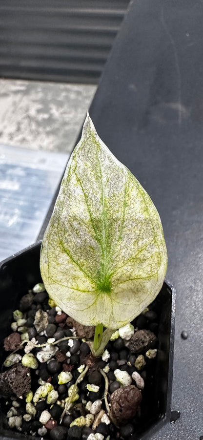 ALOCASIA REGAL SHIELDS MINT PINK VARIEGATED
