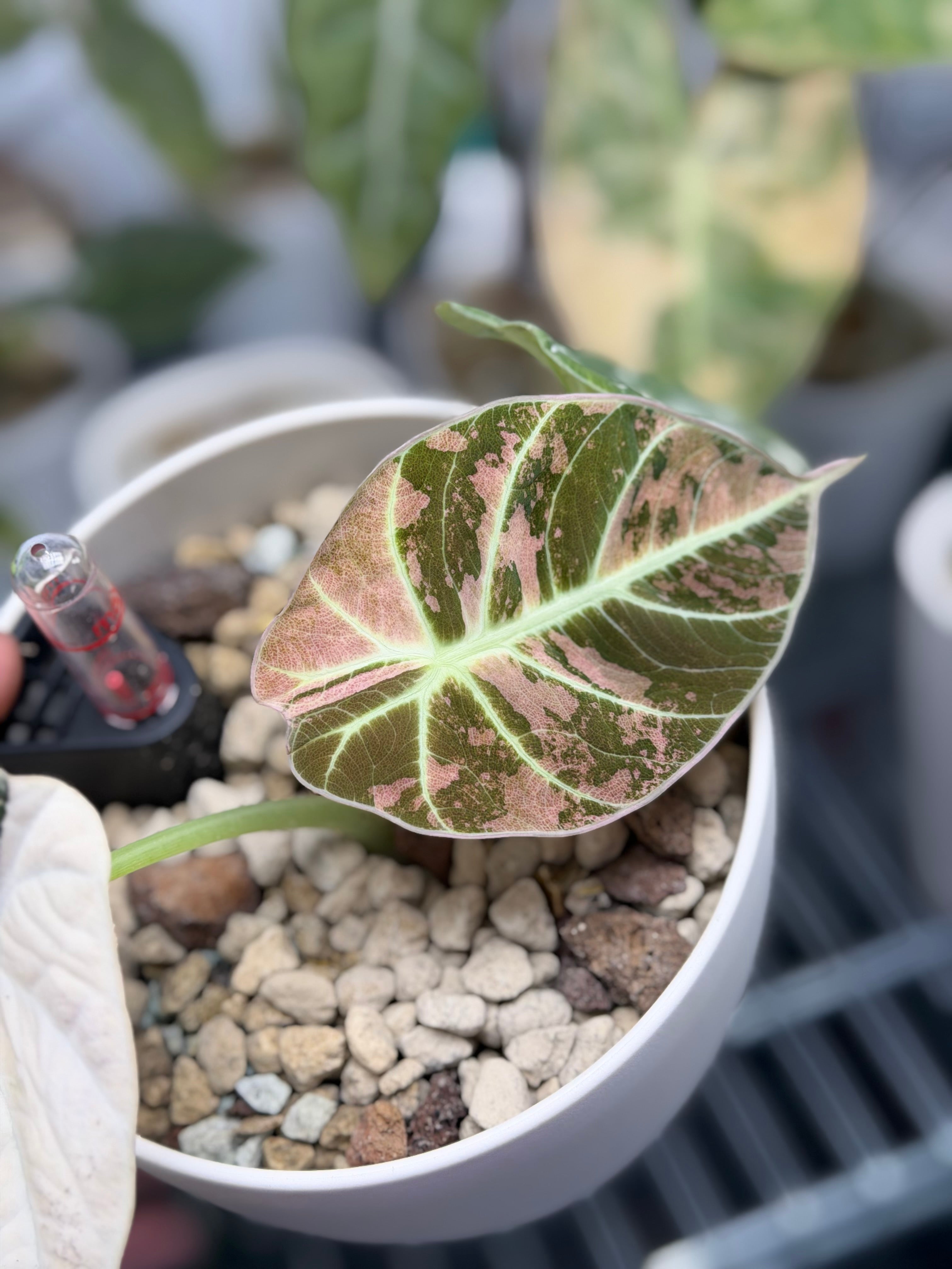 Alocasia 'Ninja' Pink Variegated, bold pink against deep dark green with sculptural leaf patterns