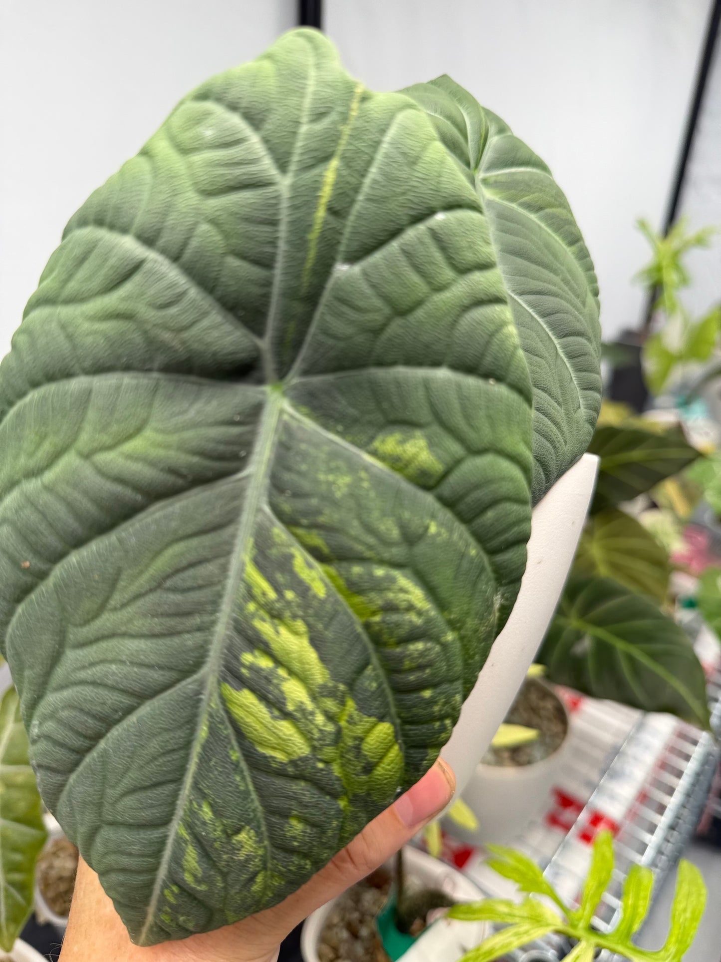 ALOCASIA MAHARANI AUREA
