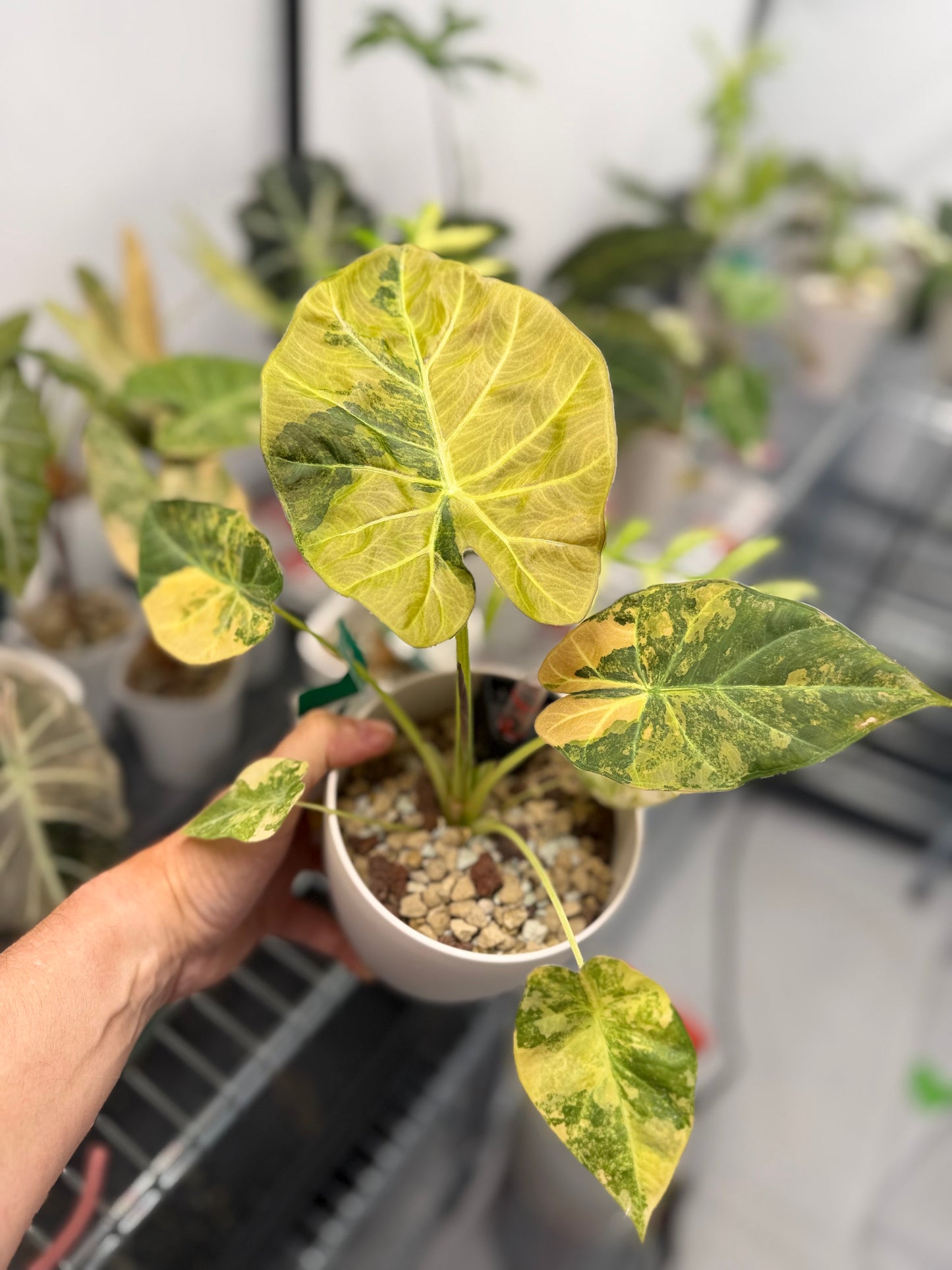 ALOCASIA REGAL SHEILDS AUREA