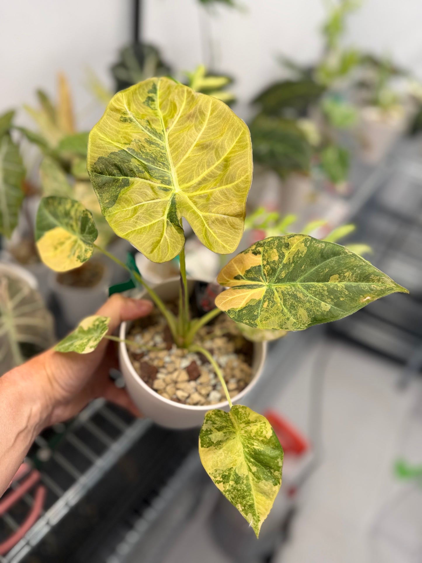 ALOCASIA REGAL SHEILDS AUREA