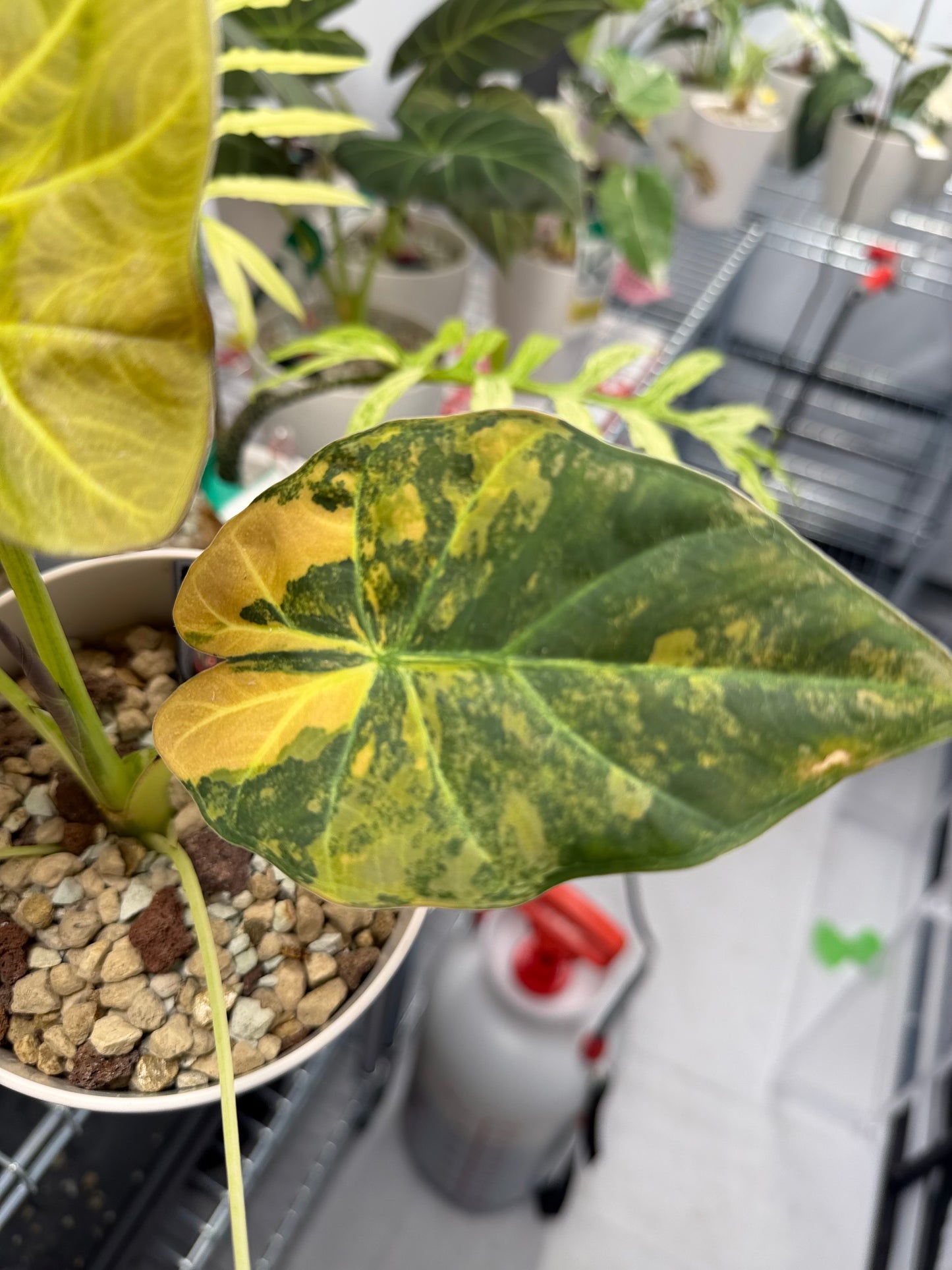 ALOCASIA REGAL SHEILDS AUREA