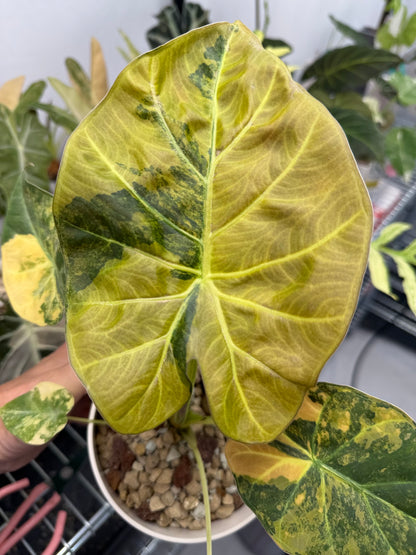 ALOCASIA REGAL SHEILDS AUREA