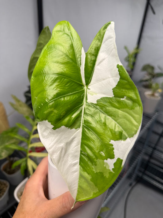 ALOCASIA FORNICATA ALBO