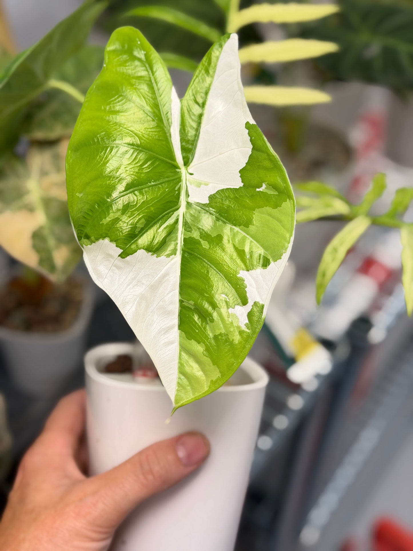 ALOCASIA FORNICATA ALBO