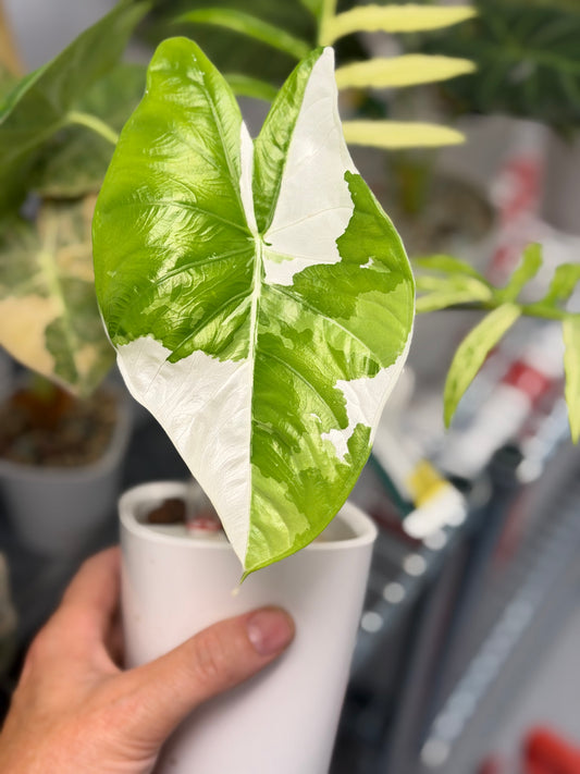 ALOCASIA FORNICATA ALBO