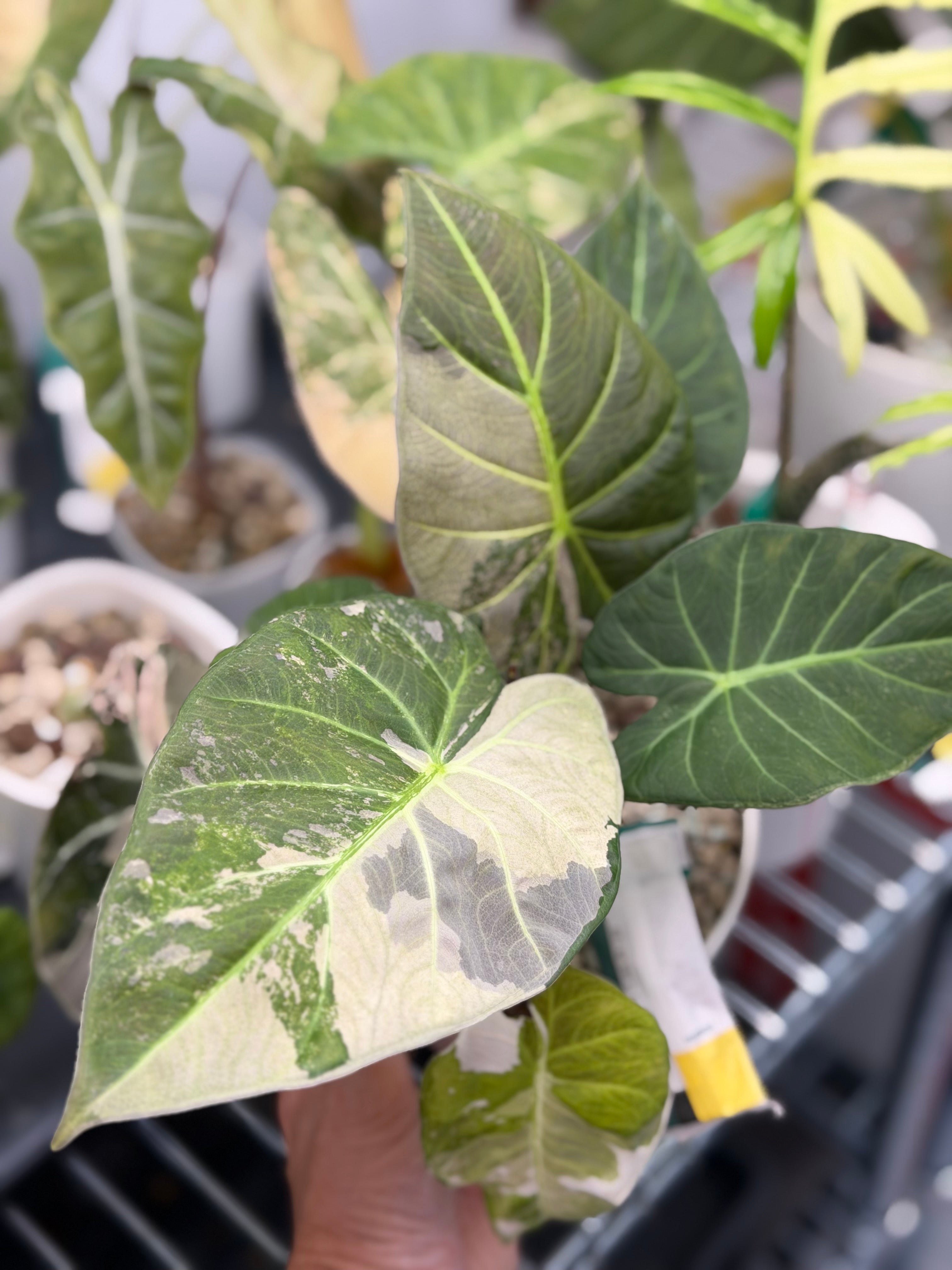 Alocasia 'Regal Shields' Pink Albo, pink and white variegation on huge ruffled shield-like leaves