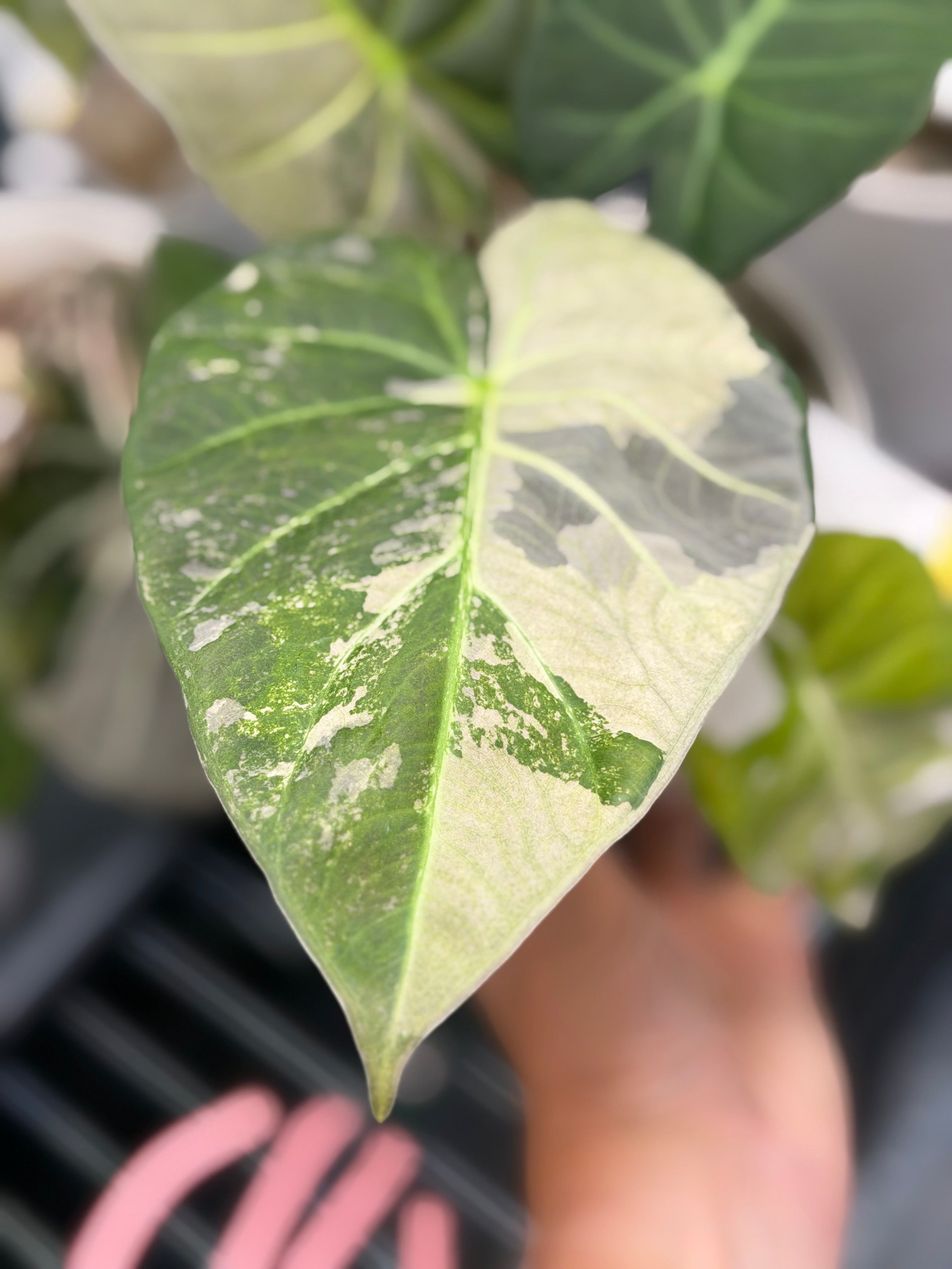 Alocasia 'Regal Shields' Pink Albo, pink and white variegation on huge ruffled shield-like leaves