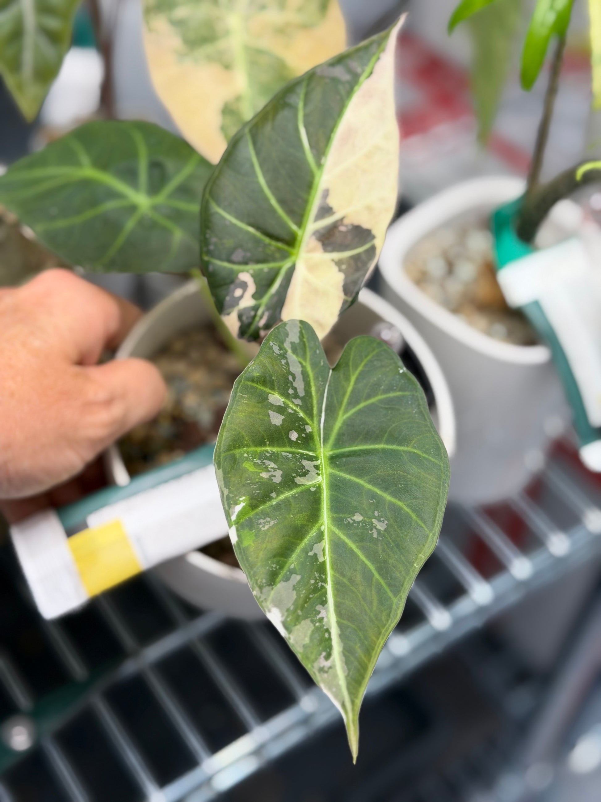 Alocasia 'Regal Shields' Pink Albo, pink and white variegation on huge ruffled shield-like leaves