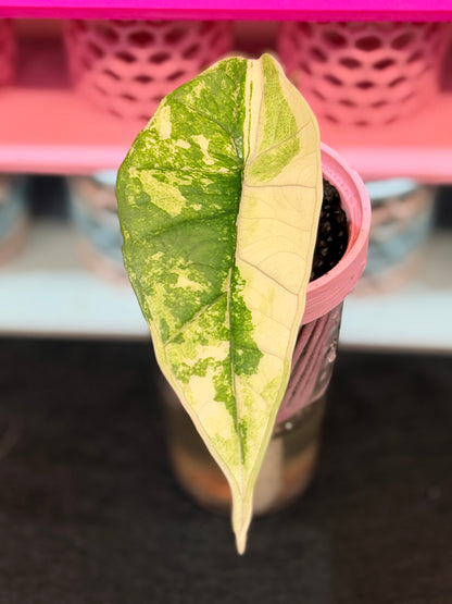 ALOCASIA BISMA PLATINUM ALBO VARIEGATED