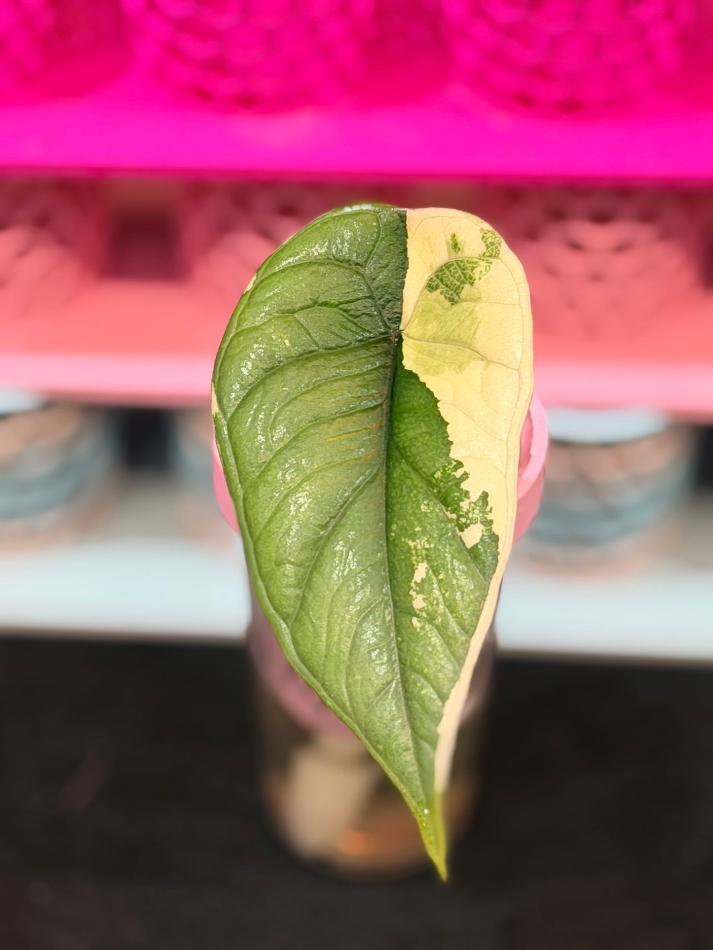 ALOCASIA BISMA PLATINUM ALBO VARIEGATED