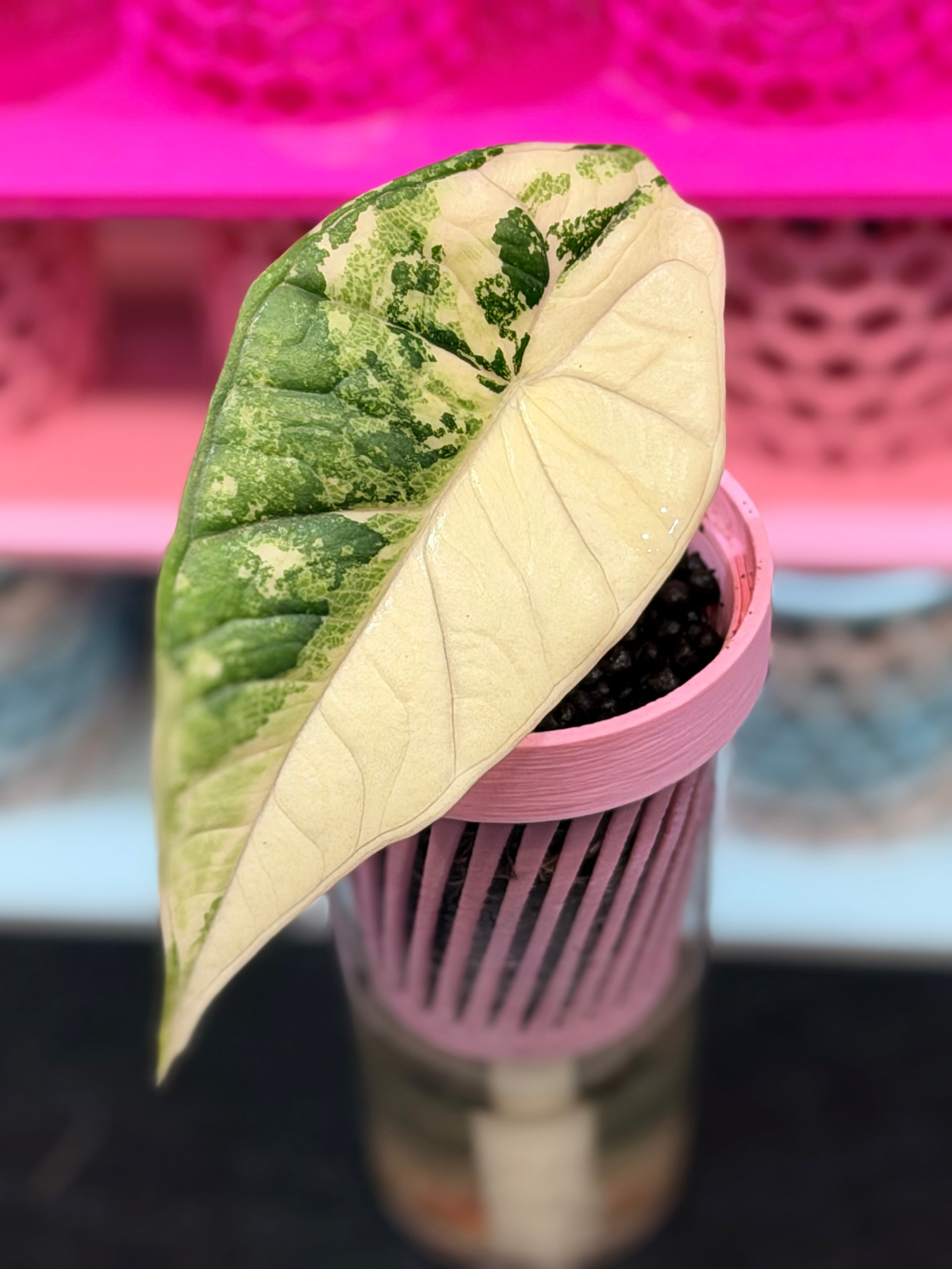 ALOCASIA BISMA PLATINUM ALBO VARIEGATED