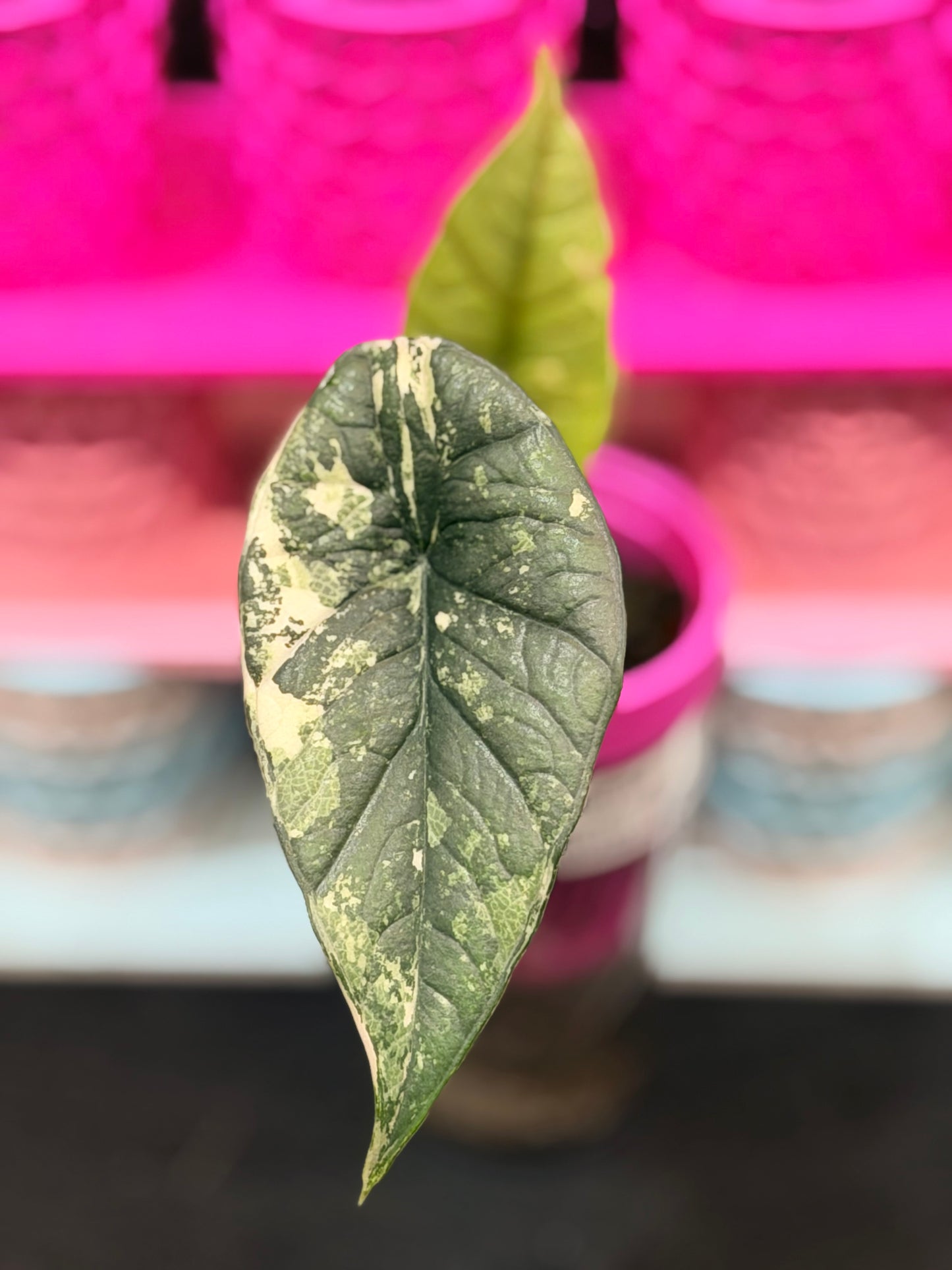 ALOCASIA BISMA PLATINUM ALBO VARIEGATED
