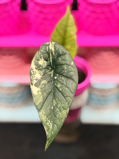 ALOCASIA BISMA PLATINUM ALBO VARIEGATED