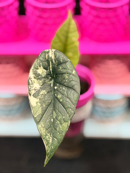 ALOCASIA BISMA PLATINUM ALBO VARIEGATED
