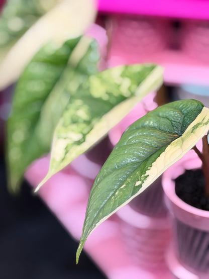 ALOCASIA BISMA PLATINUM ALBO VARIEGATED