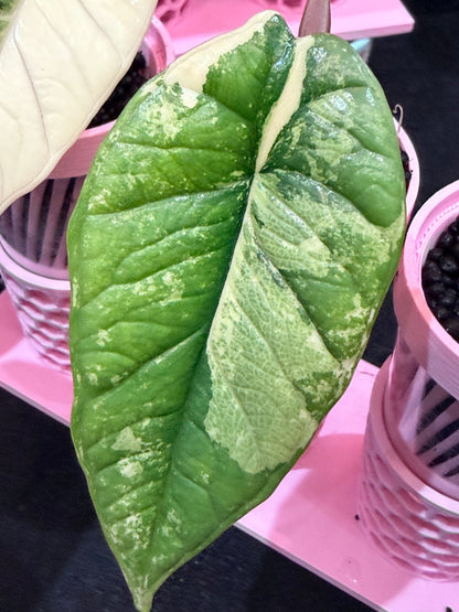ALOCASIA BISMA PLATINUM ALBO VARIEGATED
