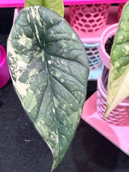 ALOCASIA BISMA PLATINUM ALBO VARIEGATED