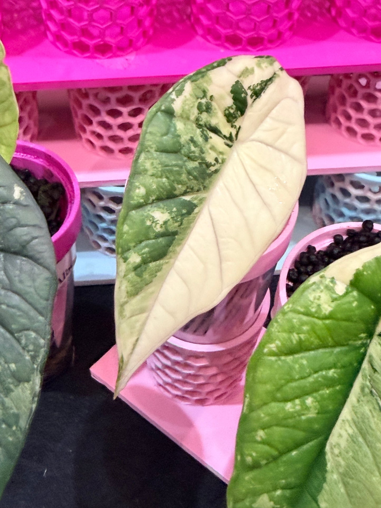 ALOCASIA BISMA PLATINUM ALBO VARIEGATED