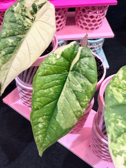 ALOCASIA BISMA PLATINUM ALBO VARIEGATED