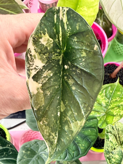 ALOCASIA BISMA PLATINUM ALBO VARIEGATED