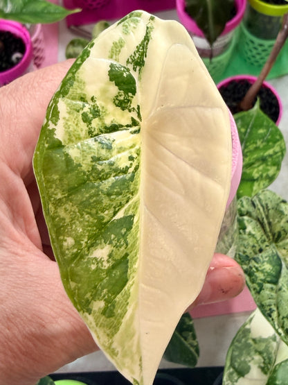 ALOCASIA BISMA PLATINUM ALBO VARIEGATED
