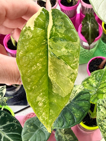 ALOCASIA BISMA PLATINUM ALBO VARIEGATED