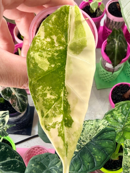 ALOCASIA BISMA PLATINUM ALBO VARIEGATED