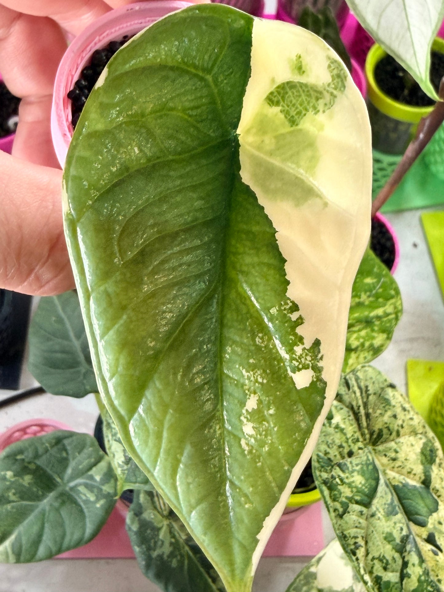 ALOCASIA BISMA PLATINUM ALBO VARIEGATED
