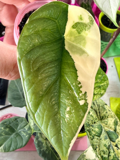 ALOCASIA BISMA PLATINUM ALBO VARIEGATED