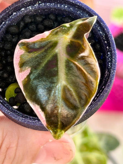 ALOCASIA BALLOON HEART PINK