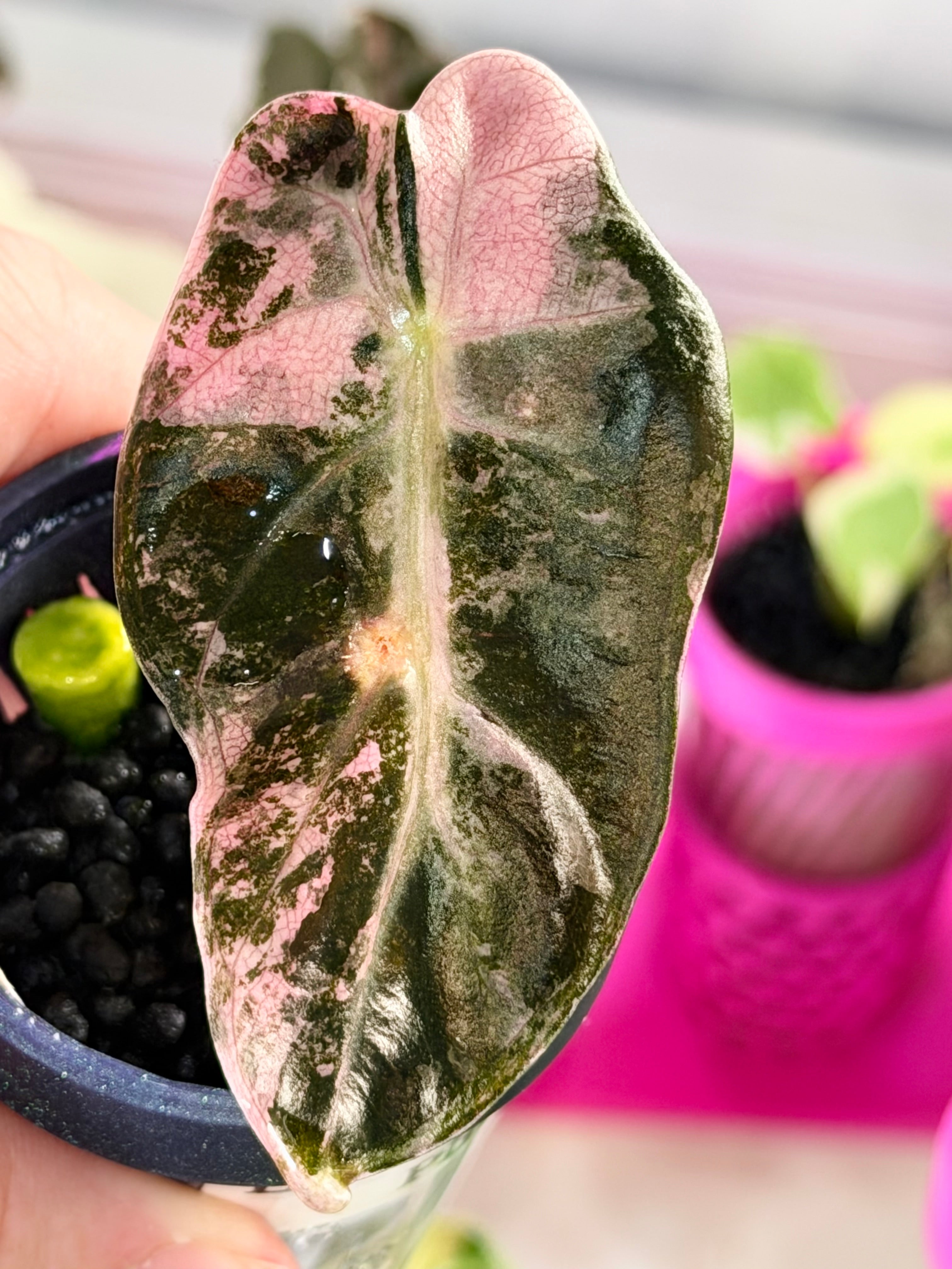 ALOCASIA BALLOON HEART PINK – The Alocasia Company