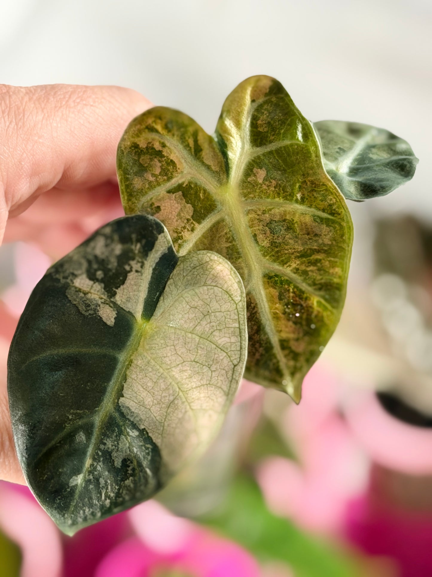 ALOCASIA BALLOON HEART PINK