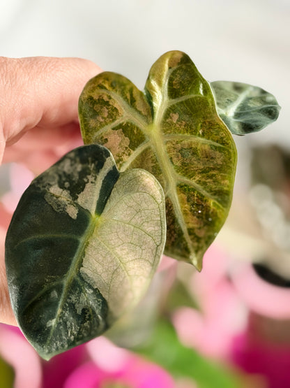 ALOCASIA BALLOON HEART PINK