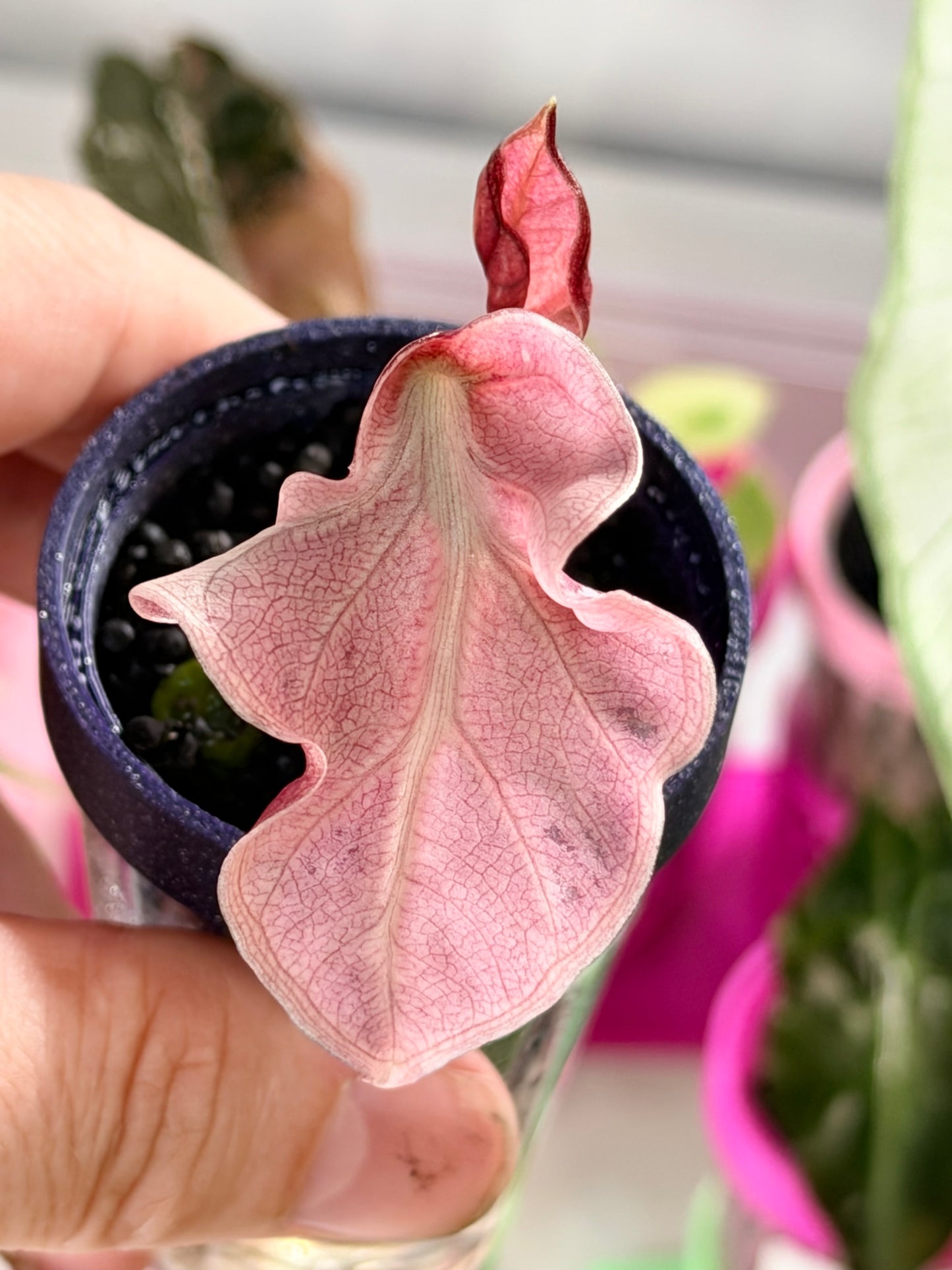 ALOCASIA BALLOON HEART PINK