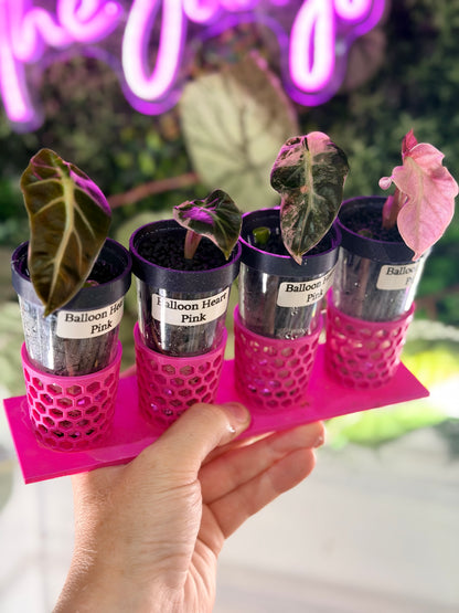 ALOCASIA BALLOON HEART PINK