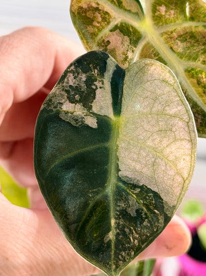 ALOCASIA BALLOON HEART PINK