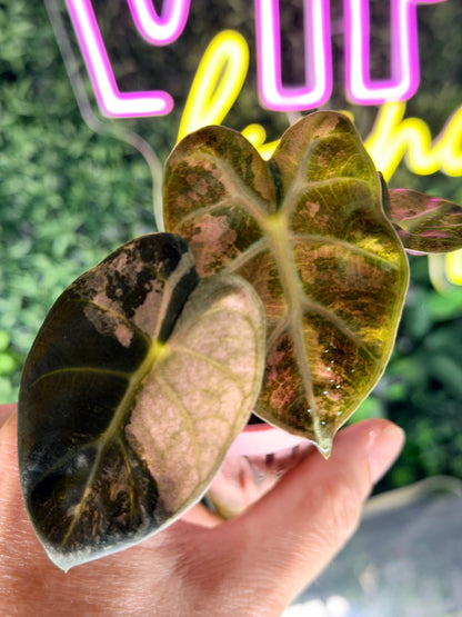 ALOCASIA BALLOON HEART PINK