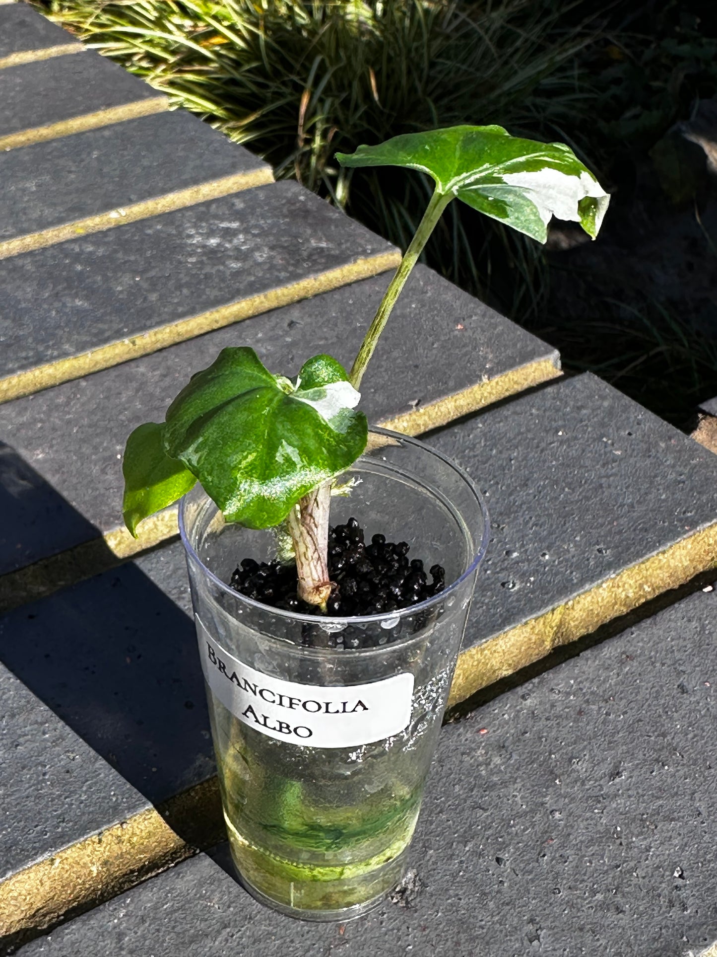 Alocasia Brancifolia Pink Passion Albo