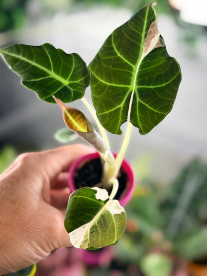 Alocasia reginula 'Black Velvet' Dalmatian, cream and white flecks on matte near-black foliage