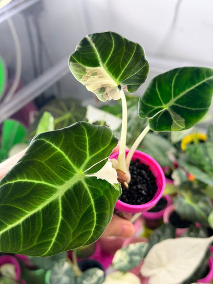 Alocasia reginula 'Black Velvet' Dalmatian, cream and white flecks on matte near-black foliage