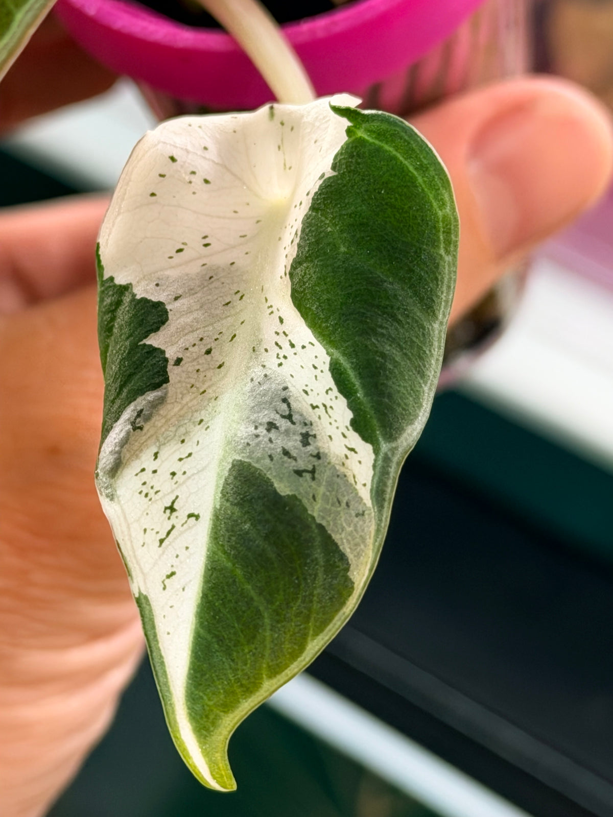 Alocasia reginula 'Black Velvet' Dalmatian, cream and white flecks on matte near-black foliage
