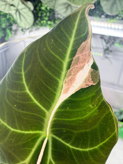Alocasia reginula 'Black Velvet' Dalmatian, cream and white flecks on matte near-black foliage