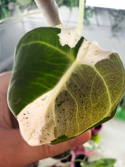 Alocasia reginula 'Black Velvet' Dalmatian, cream and white flecks on matte near-black foliage
